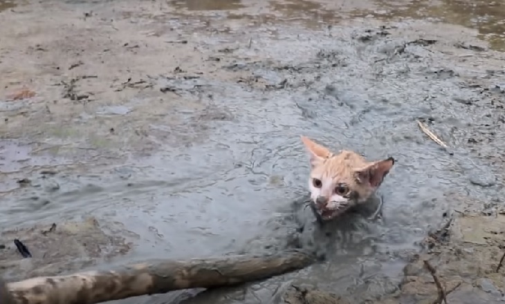 gattino immerso fango salvato 