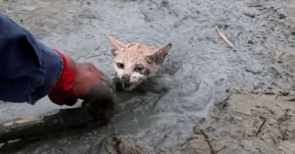 Il salvataggio di un gattino caduto nel fango (VIDEO)