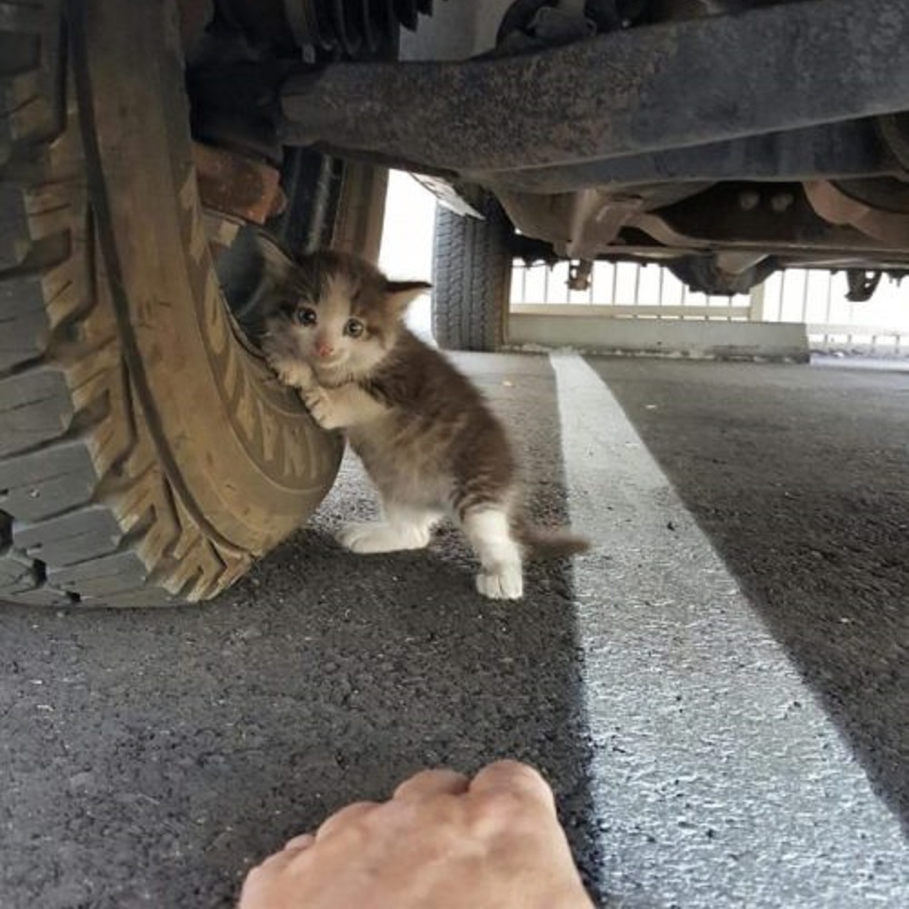alex gattino nascosto parcheggio