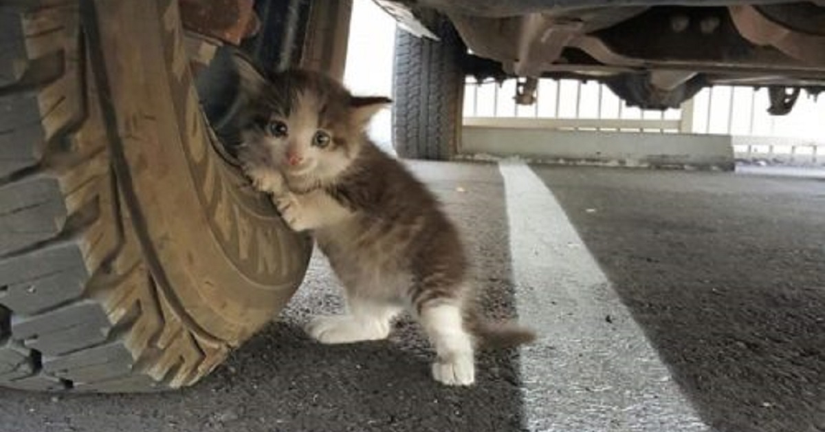 Il salvataggio di un gattino nascosto dietro la ruota di un’auto (FOTO)