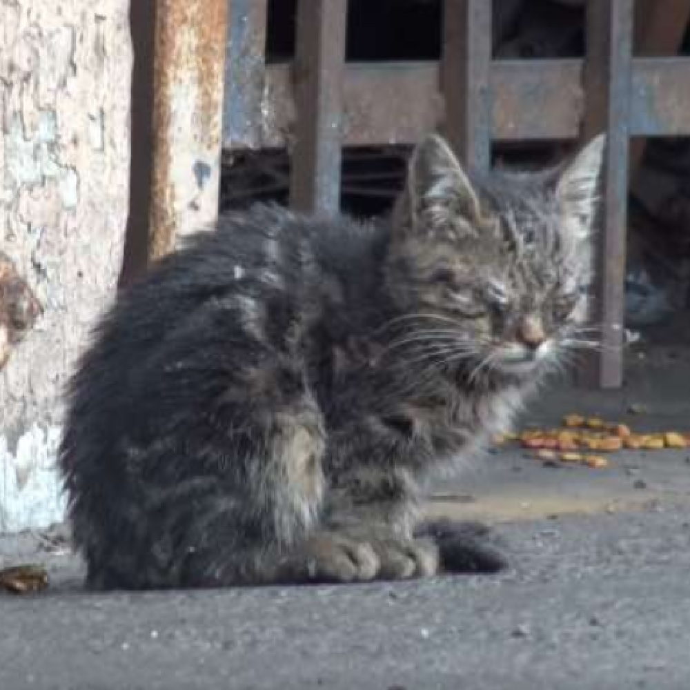 kenshi gatto arrivo volontari parcheggio