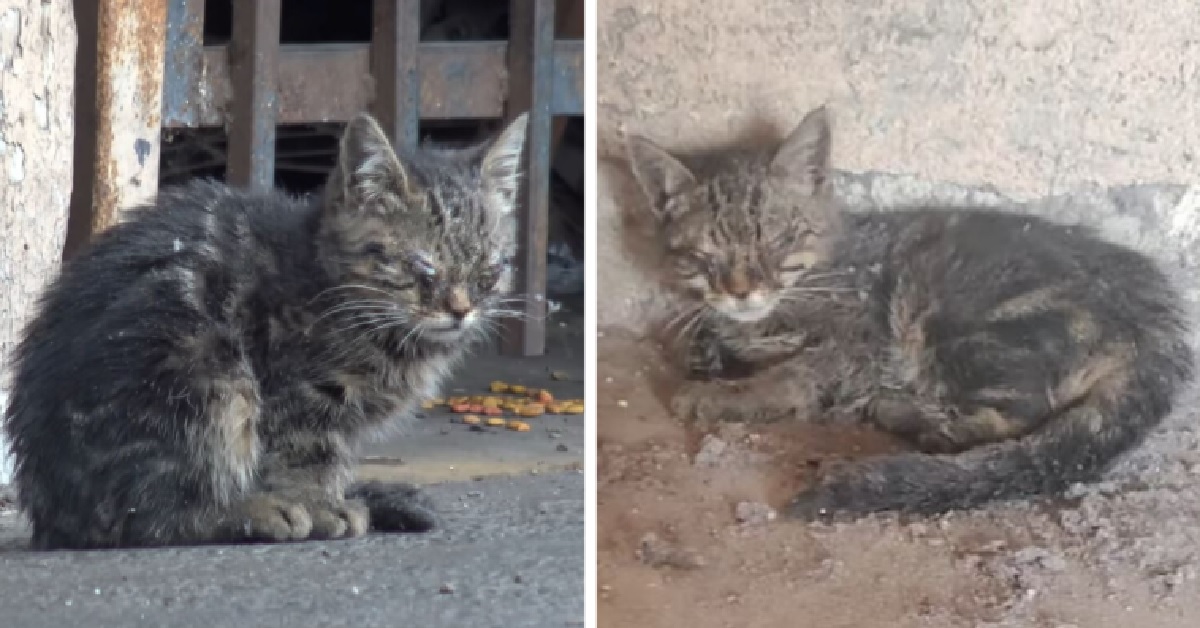 Il salvataggio di un gatto completamente cieco in un parcheggio (VIDEO)