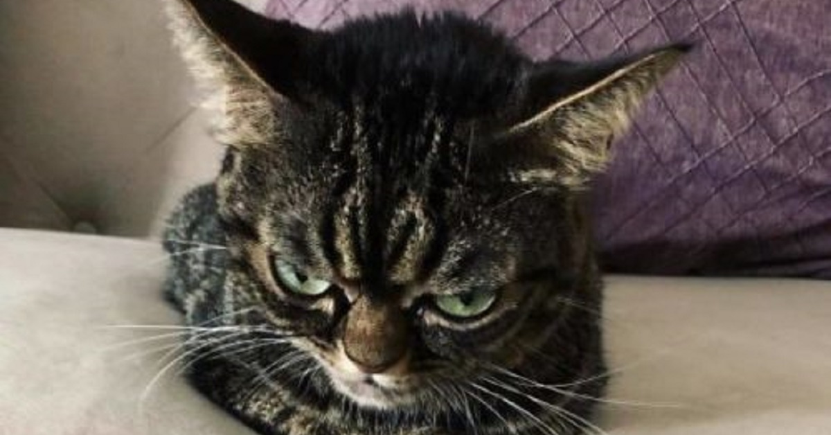Kitzia, la gattina sempre di pessimo umore (VIDEO)