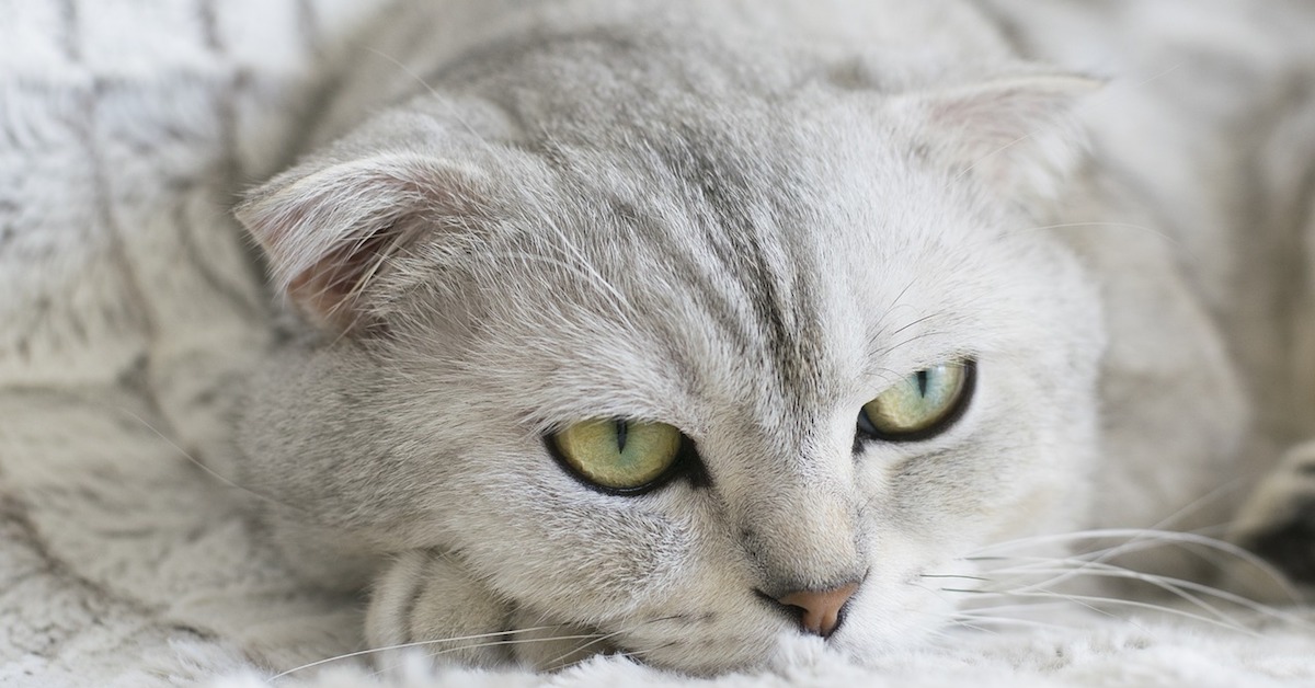 Lettiera per gatti profumata: cosa sapere