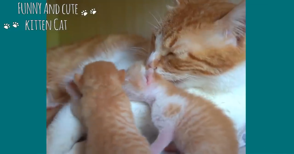 Mamma gatta vuole che la sua padrona si prenda cura dei suoi gattini – VIDEO