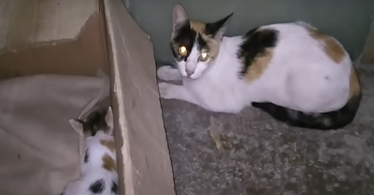 Mamma gatto attacca il suo gattino e fugge: l’indipendenza felina spiegata così