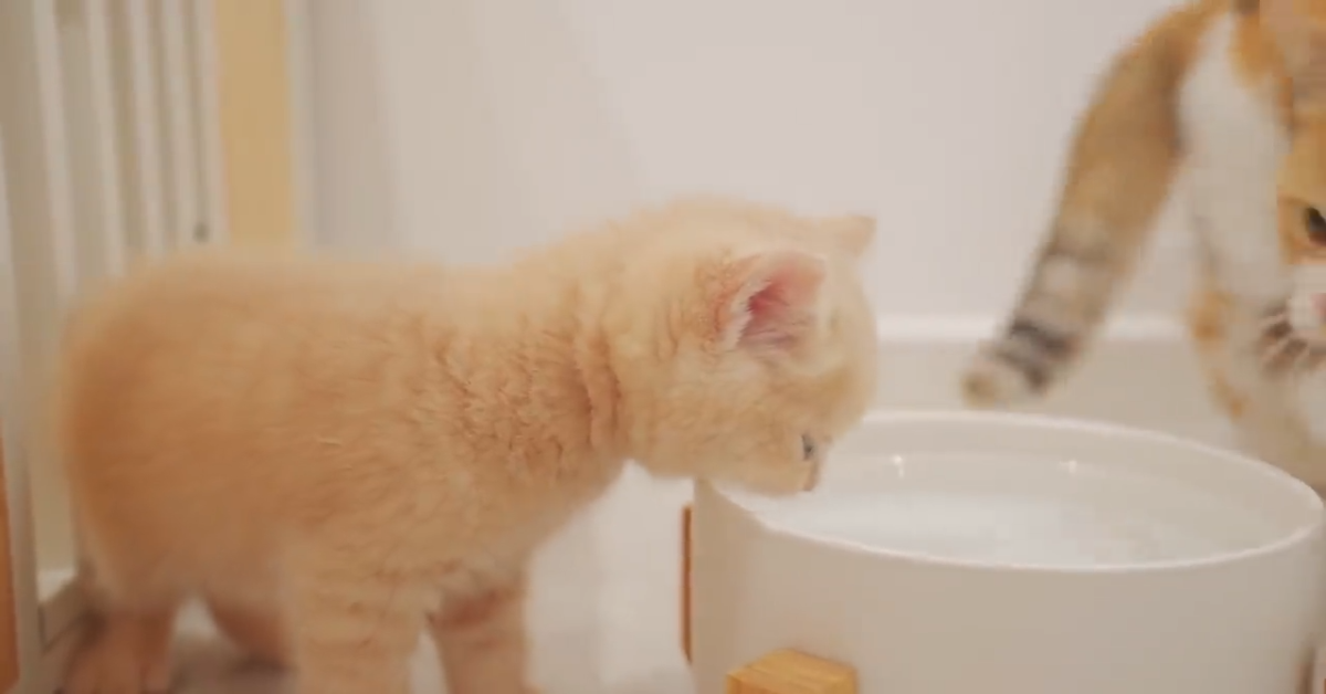 Mamma gatto insegna al suo gattino come bere per la prima volta (VIDEO)