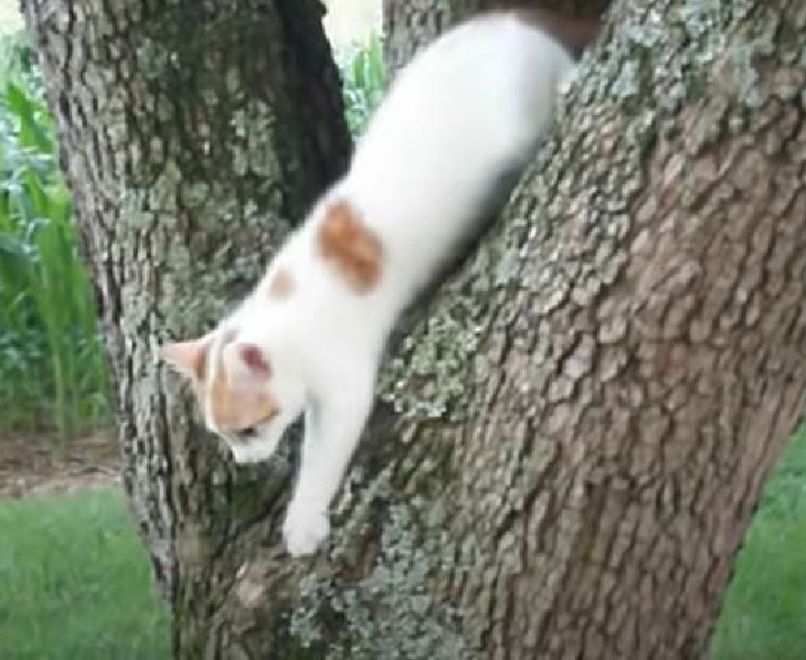 gattino scende pianta seguendo mamma