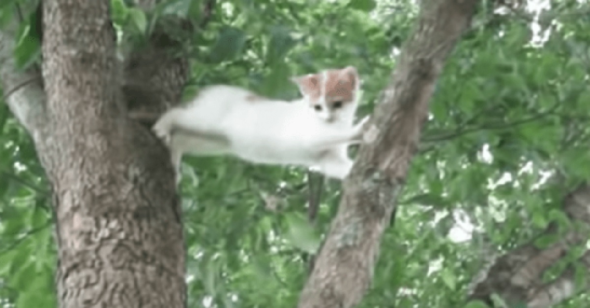 Mamma gatto insegna al figlio come scendere dall’albero (VIDEO)