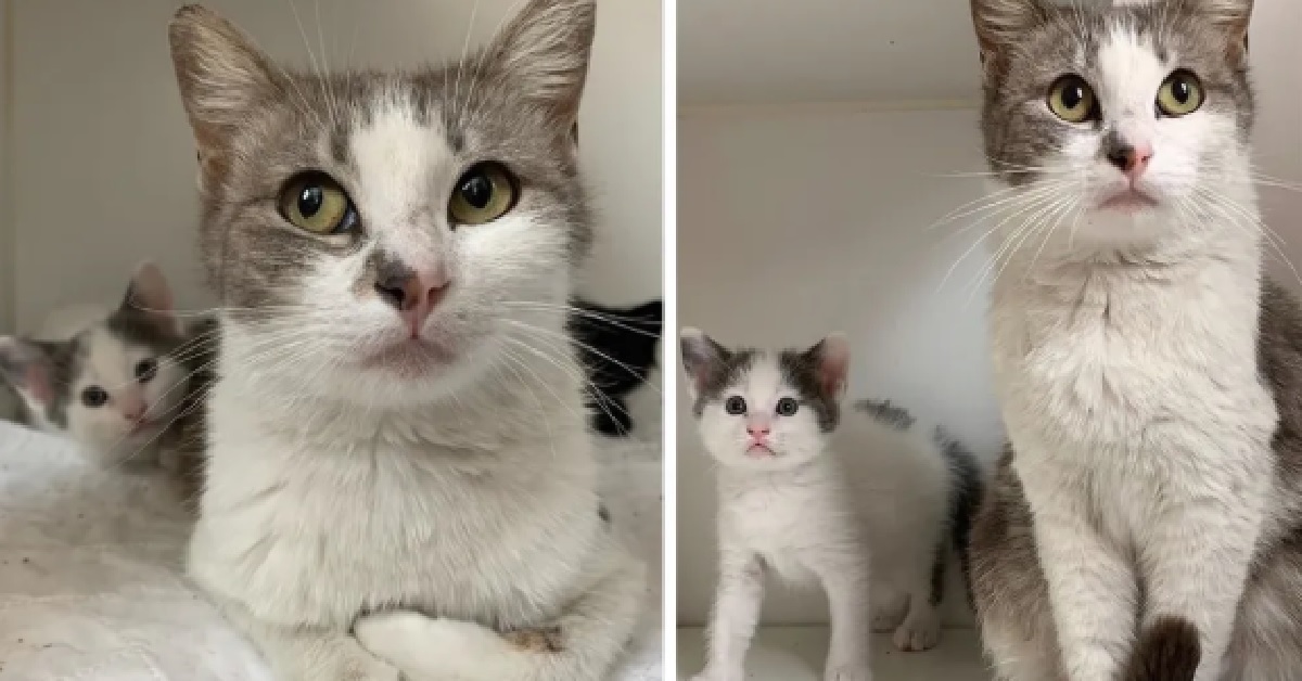 Mamma gatto trova la giusta casa per crescere i suoi 2 gattini (VIDEO)