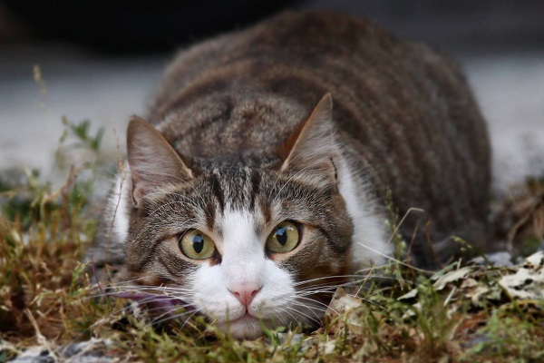 gatto in posizione di attacco