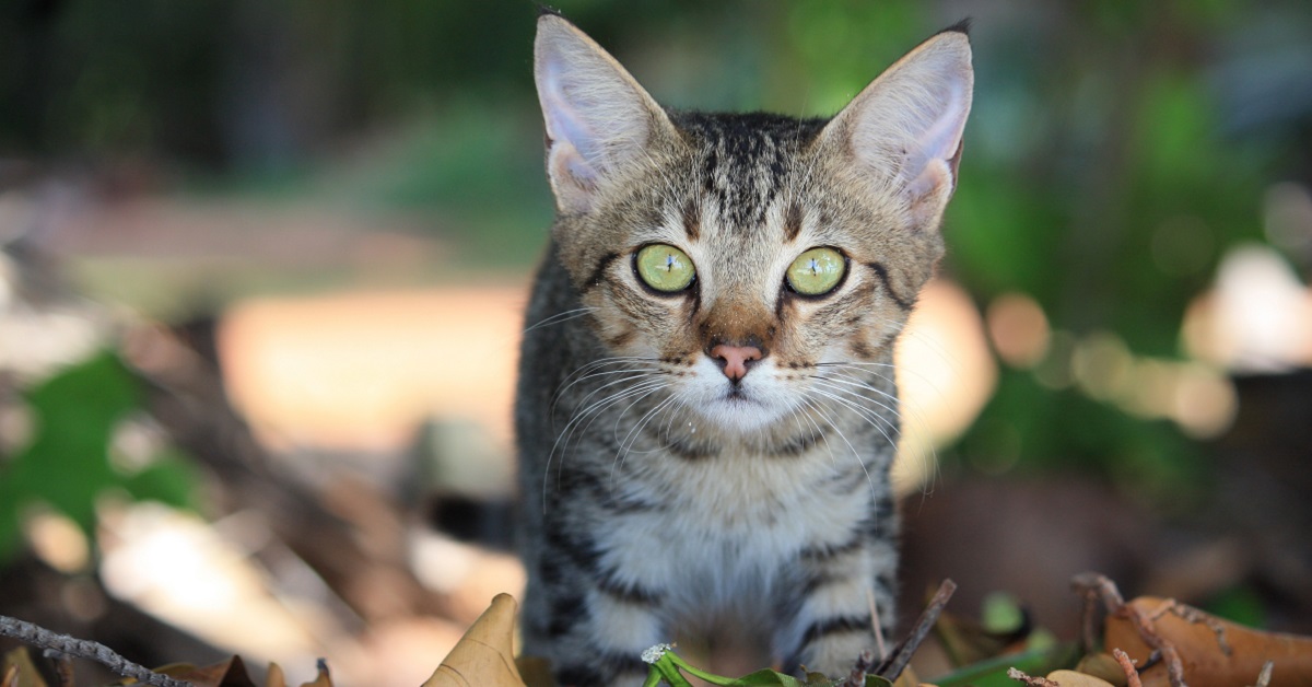 Perché i gatti ti saltano addosso? Le buone ragioni (e quelle cattive)