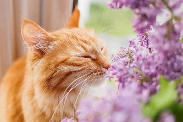 gatto sente il profumo dei fiori