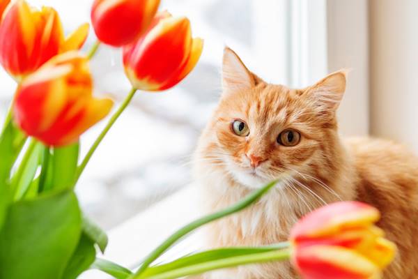 gatto che guarda dei tulipani