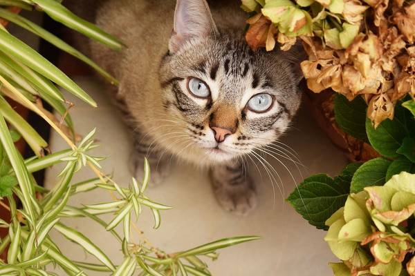 gatto con gli occhi azzurri