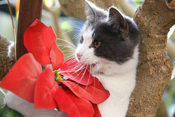 gattino mangia la stella di natale