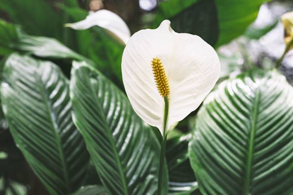 fiore di spatifillo