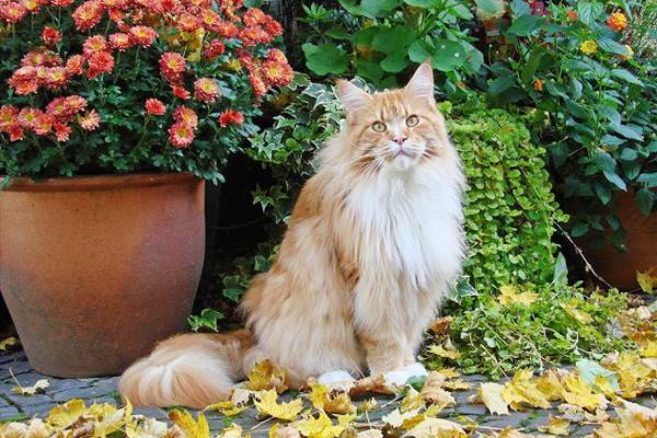 gatto a pelo lungo in giardino