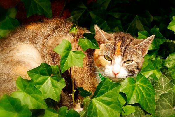 gatto che si nasconde tra le foglie di edera