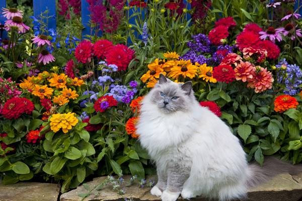 gatto con gli occhi azzurri e il pelo lungo