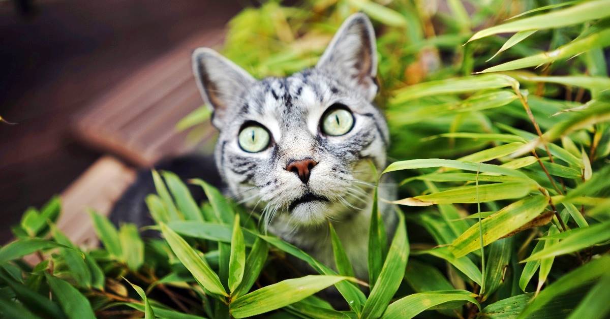 Gatti, quali piante possono fargli del male? Elenco completo