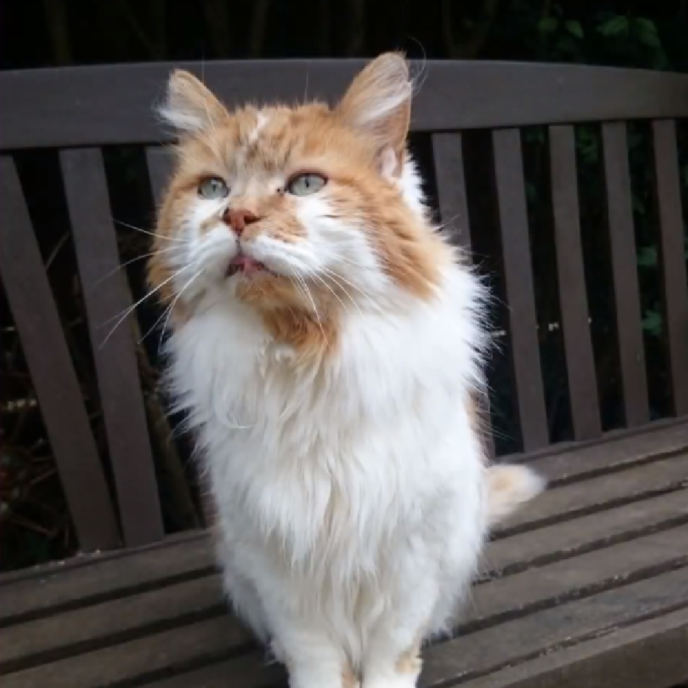 rubble gatto 31 anni maine coon