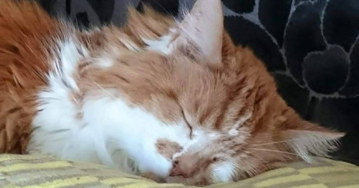 Rubble, il gatto più anziano del mondo, è morto: la sua storia in un video
