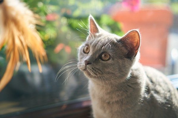 gatto con sguardo curioso