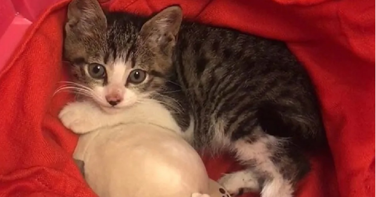 Salvataggio della gattina Hana, la piccola che piangeva nel cortile (VIDEO)