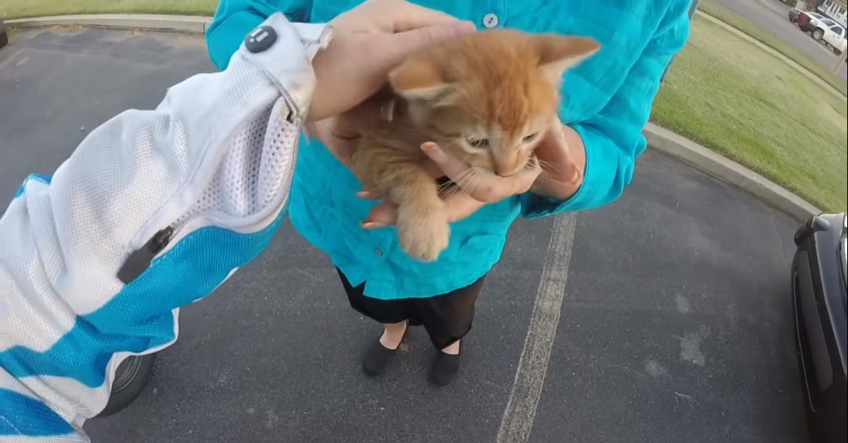 Salvataggio di un piccolo gattino gettato dal finestrino di un’auto (VIDEO)
