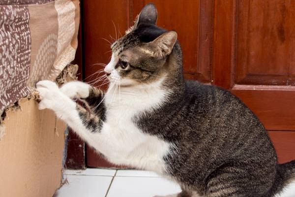 perché il gatto rovina i mobili