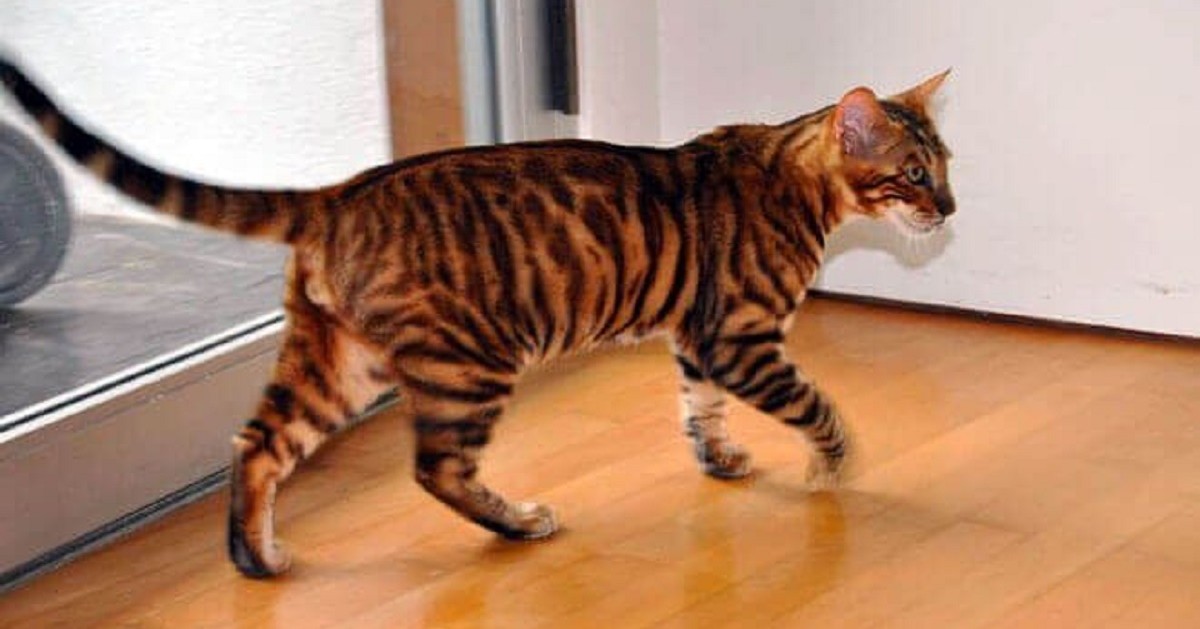 Toyger