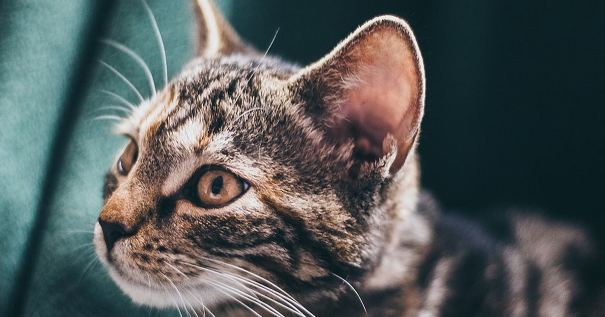 Asti, parte per le vacanze e lascia il gattino chiuso nel balcone