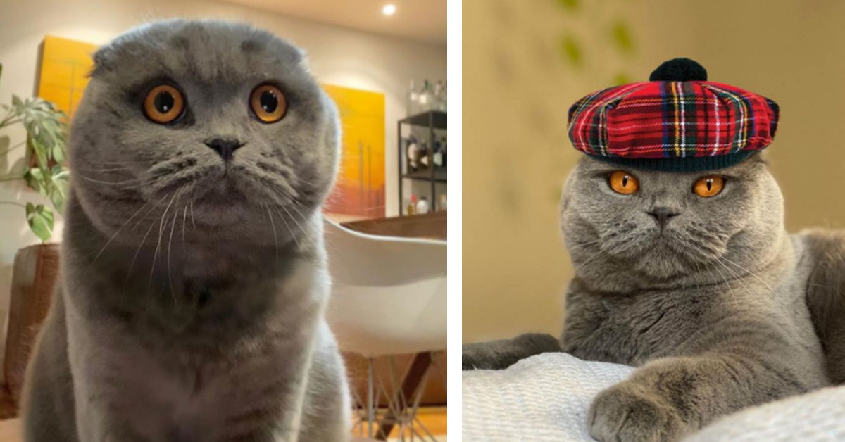 Atlas, il gattino Scottish Fold che fa impazzire Instagram (video)