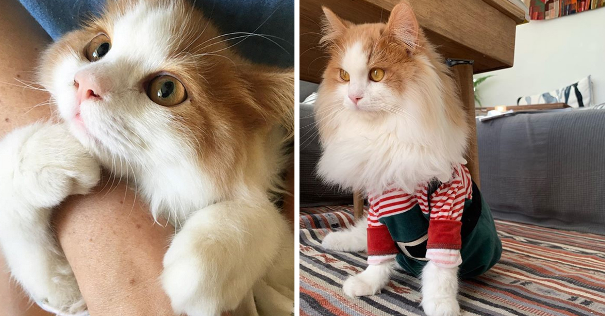 Beni, il gattino paralizzato che dopo le sofferenze ha conosciuto l’amore (video)