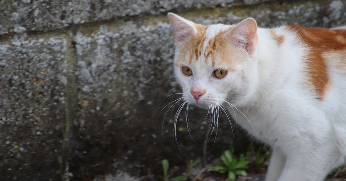 Bowie, il gattino abbandonato e poi vittima di uno sparo alla testa che non si arrende e vuole essere felice