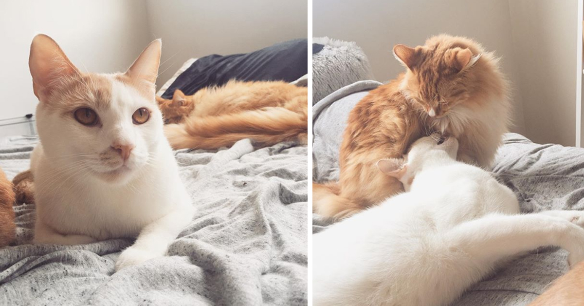 Brosnan, il gattino “selvaggio” che dopo il salvataggio ha conosciuto l’amore grazie ad un altro gatto (video)