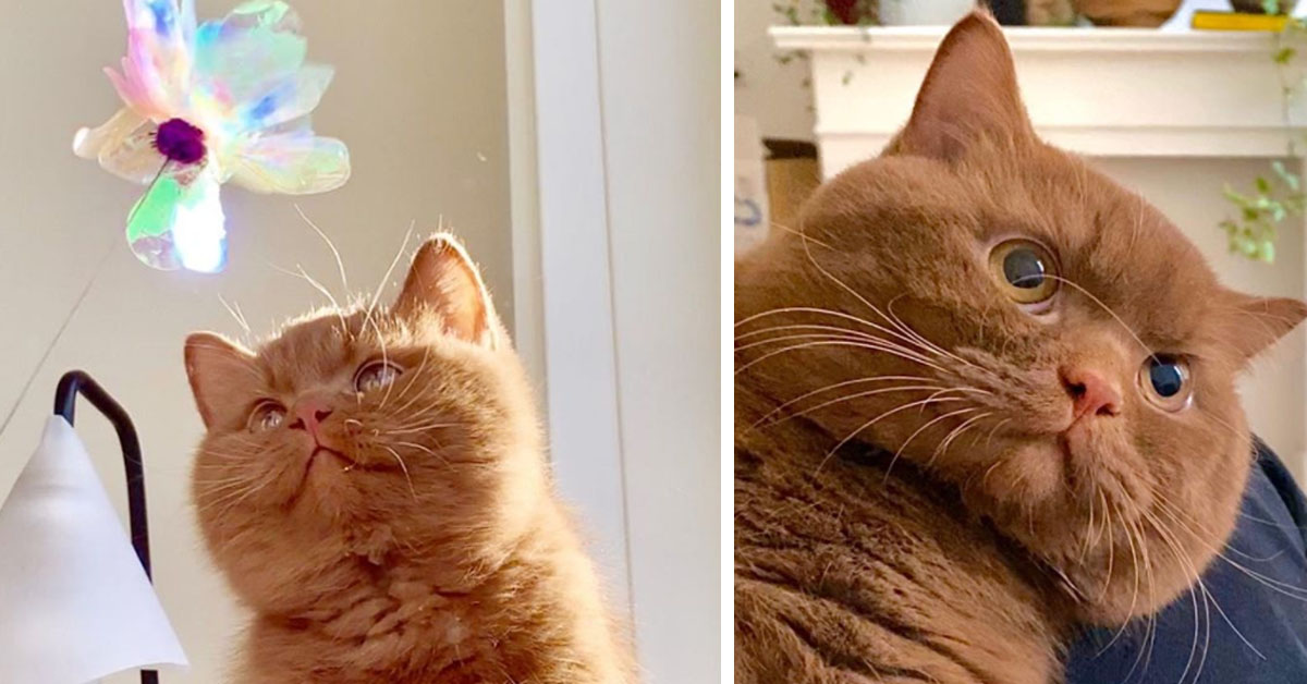 Chubby, il gattino paffutello che fa impazzire Instagram (video)