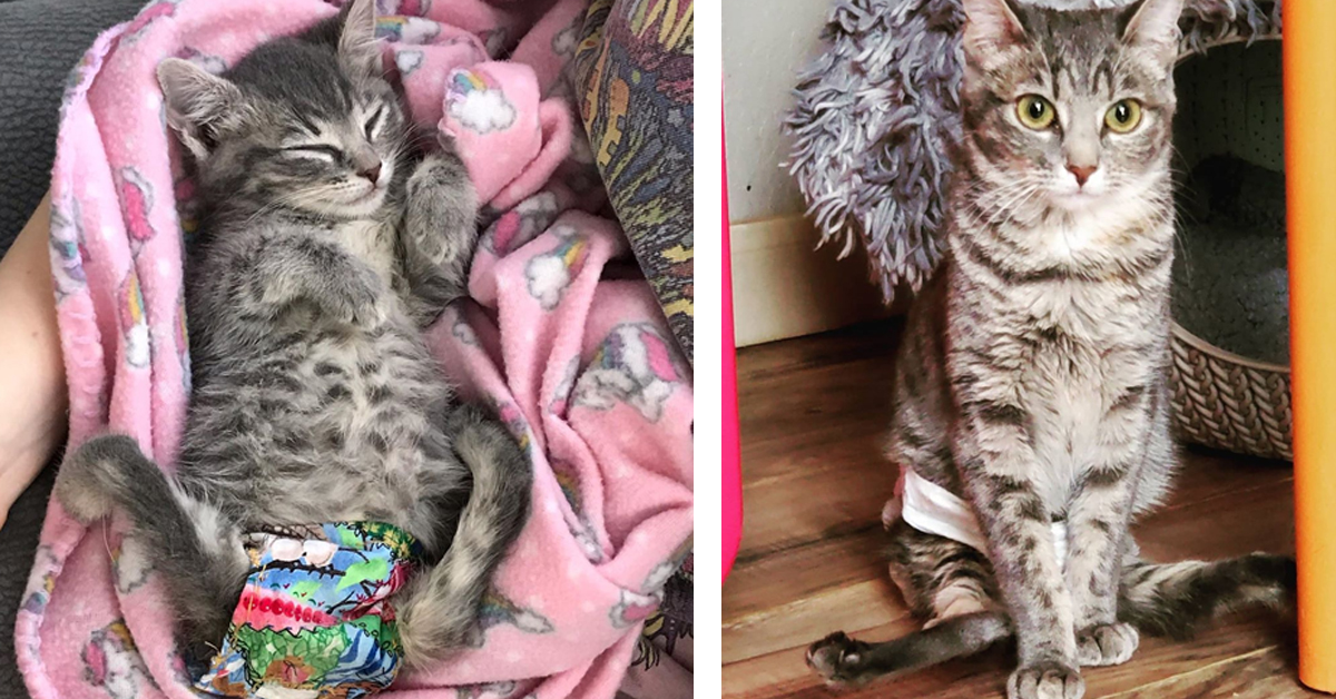 Cricket, il gattino con malformazioni spinali che ha trovato la felicità in un posto speciale (video)