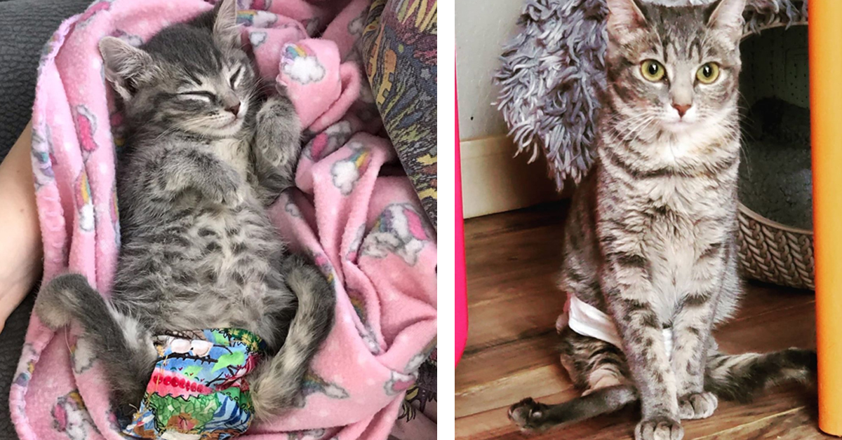 Cricket, il gattino con malformazioni spinali che ha trovato la felicità in un posto speciale (video)