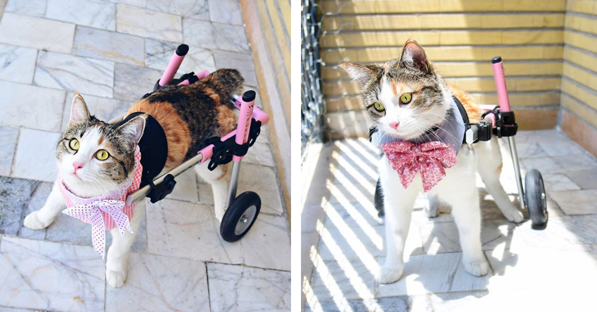 Danette, la gattina con il carrellino che dopo gli abusi è finalmente felice (video)