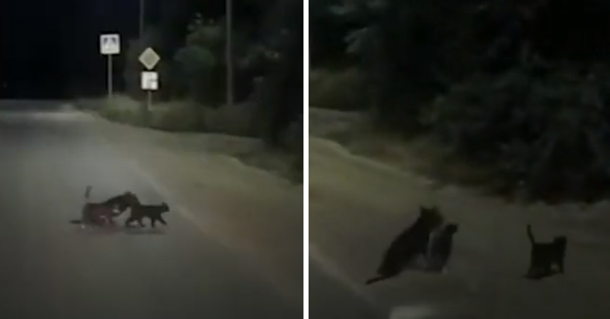 Due gattini aiutano un cane disabile ad attraversare la strada (video)