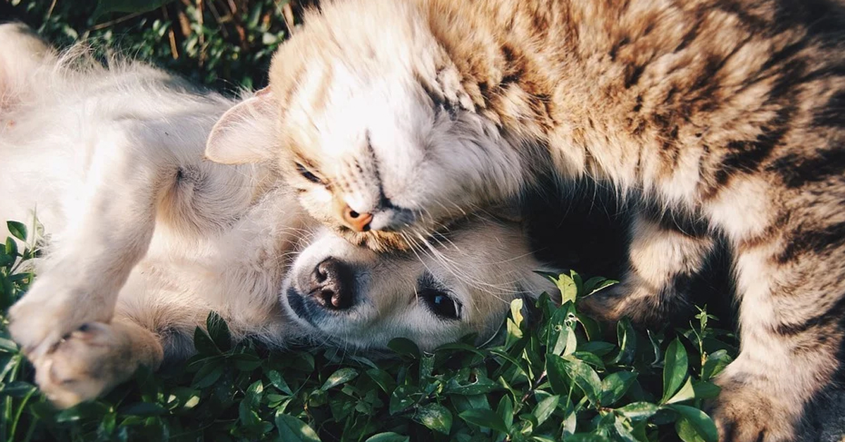 Gatto e cane che si annusano