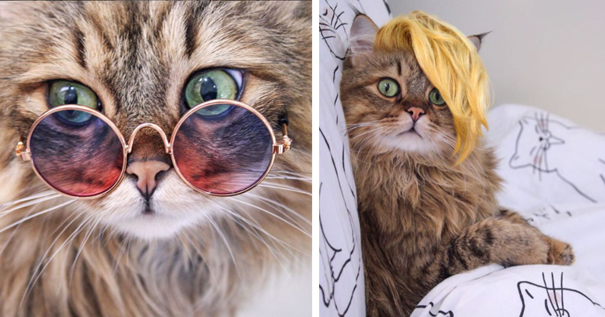 Ecco a voi Lulu, il gattino fashion che fa impazzire Instagram (video)