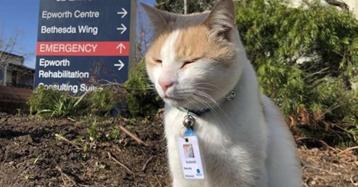 Elwood, il gattino che fa la guardia di sicurezza in un ospedale canadese