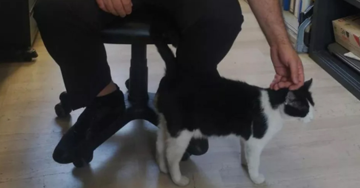 Felix, il gattino che nel torinese è diventato la mascotte dei Vigili Urbani