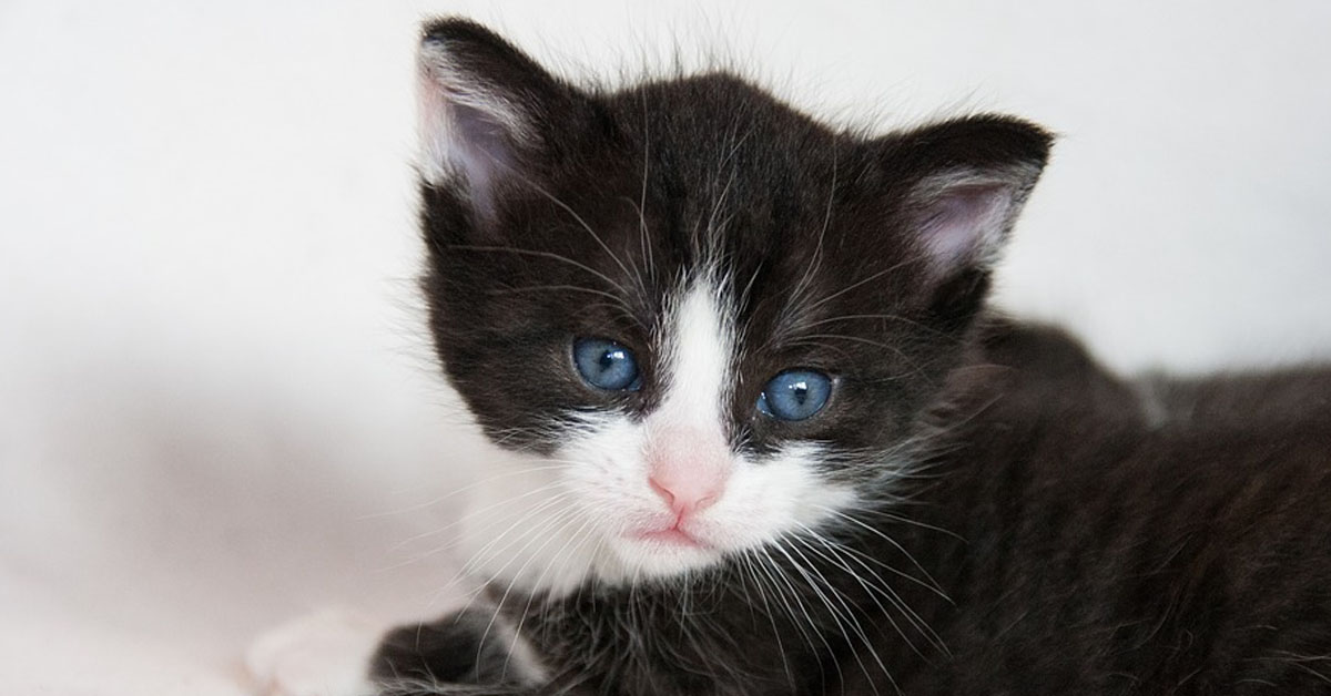 Gattino bianco e nero che osserva