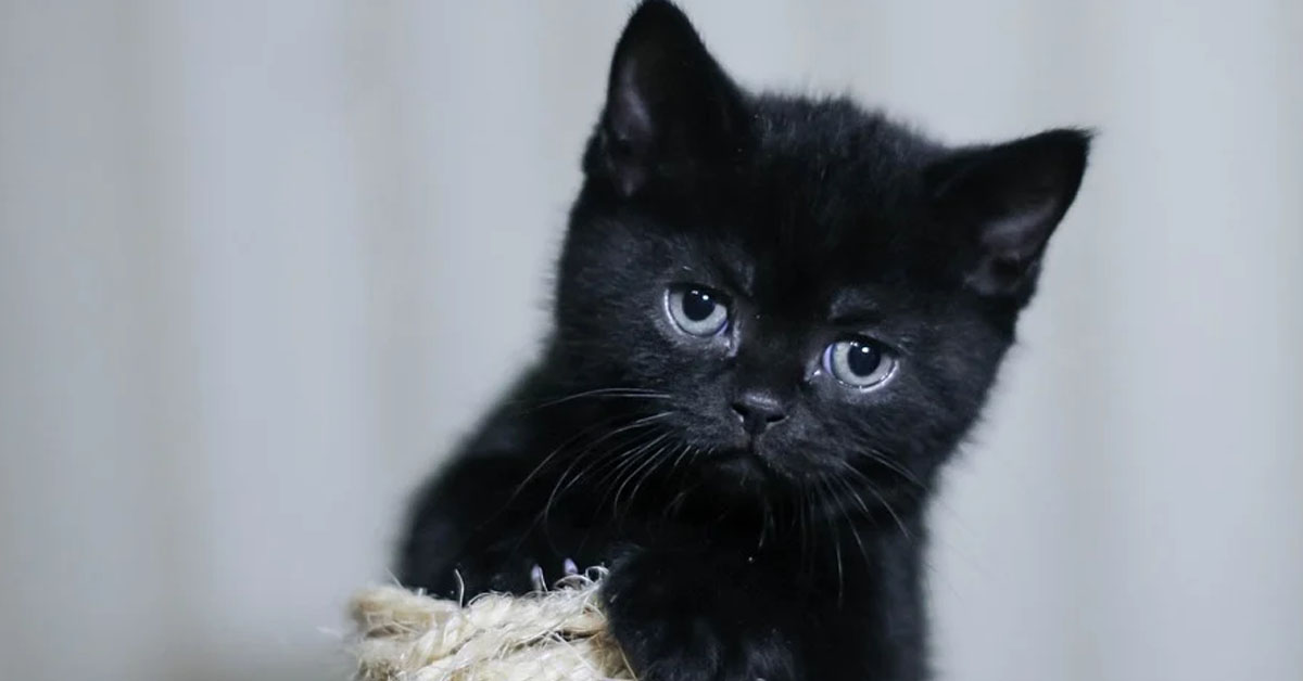 Gattino nero che osserva