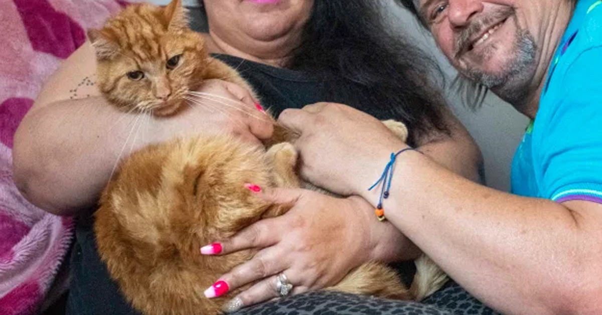 Gatto rosso con la sua famiglia