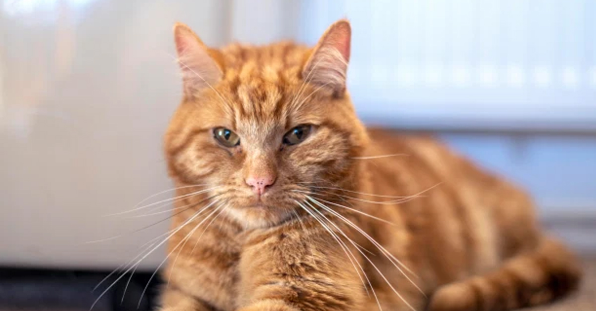 Garfield, il gattino che è scappato di casa e ha percorso 64 Km per tornare dalla sua vecchia famiglia